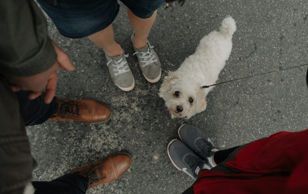 Tucson makes LawnStarter’s 2024’s Best Cities to Walk Your Dog