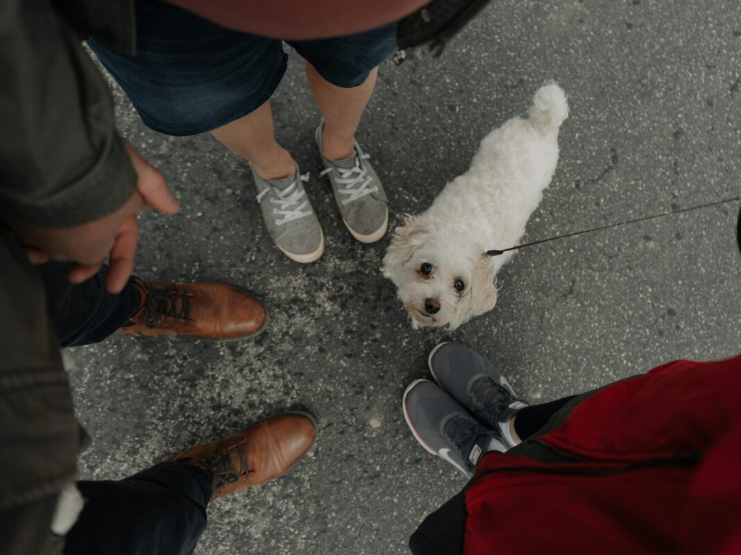 small dog looking up at a camera while stopped on a walk with 3 people surrounding the dog